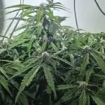 Purple Lemonade Auto hydroponic grow