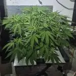Purple Lemon Auto hydroponic grow