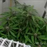 Purple Lemonade Auto hydroponic grow