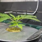 Gorilla Cookies Auto - DWC