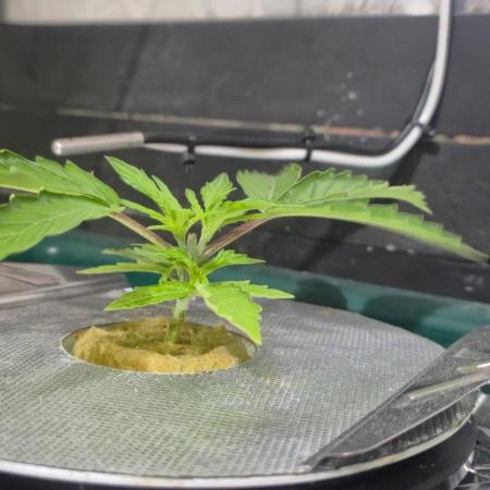 Gorilla Cookies Auto - DWC