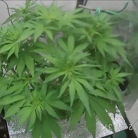 Purple Lemon Auto hydroponic grow