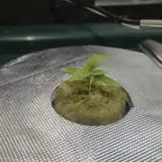 Gorilla Cookies Auto - DWC
