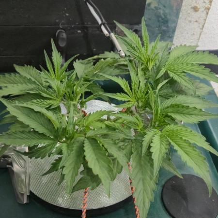 Gorilla Cookies Auto - DWC