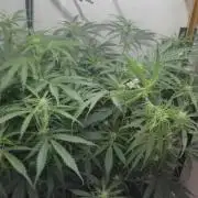 Gorilla Cookies Auto - DWC