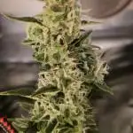 Anesia seeds/The Sin