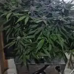Purple Lemonade Auto hydroponic grow