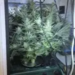 The sun of a peach RDWC VOL 2.0