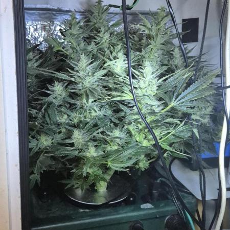 The sun of a peach RDWC VOL 2.0