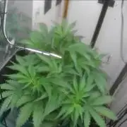 Gorilla Cookies Auto - DWC