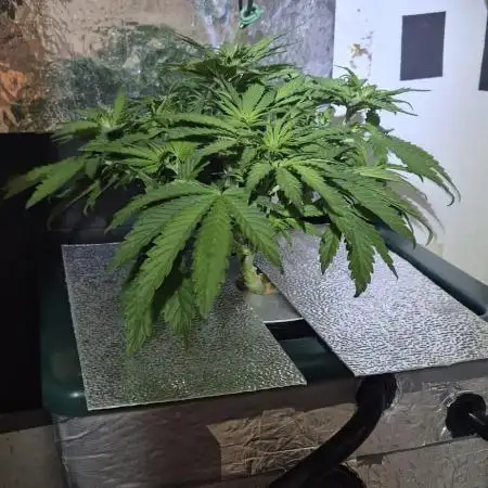 Purple Lemon Auto hydroponic grow