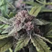 Purple Lemonade Auto hydroponic grow