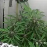 Purple Lemonade Auto hydroponic grow