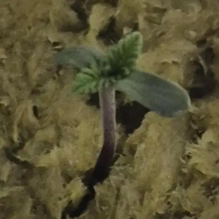 Purple Lemon Auto hydroponic grow