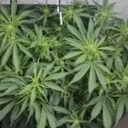 Gorilla Cookies Auto - DWC