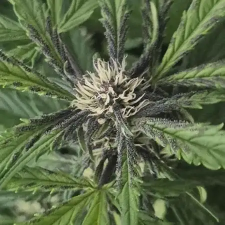 Purple Lemon Auto hydroponic grow