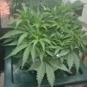 Gorilla Cookies Auto - DWC