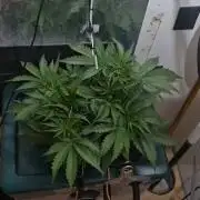 Gorilla Cookies Auto - DWC