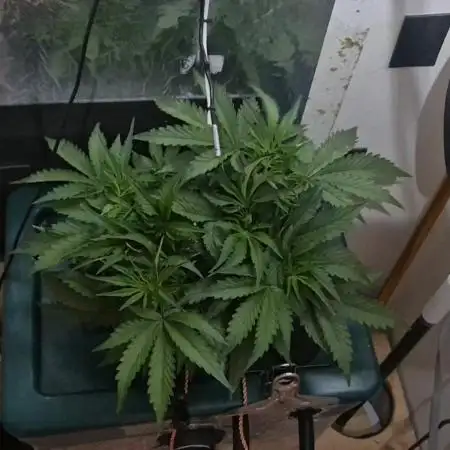 Gorilla Cookies Auto - DWC