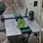 Purple Lemon Auto hydroponic grow