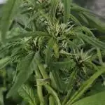 Purple Lemon Auto hydroponic grow