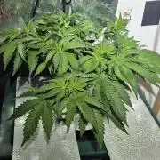 Mimosa X Orange Punch DWC second attempt