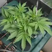 Gorilla Cookies Auto - DWC