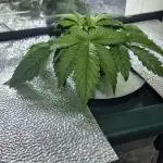 Purple Lemon Auto hydroponic grow
