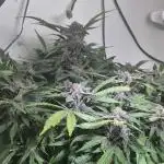 Purple Lemonade Auto hydroponic grow