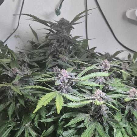 Purple Lemonade Auto hydroponic grow