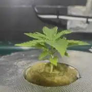 Gorilla Cookies Auto - DWC