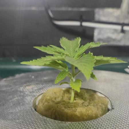 Gorilla Cookies Auto - DWC