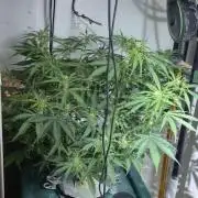 Gorilla Cookies Auto - DWC