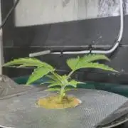 Gorilla Cookies Auto - DWC