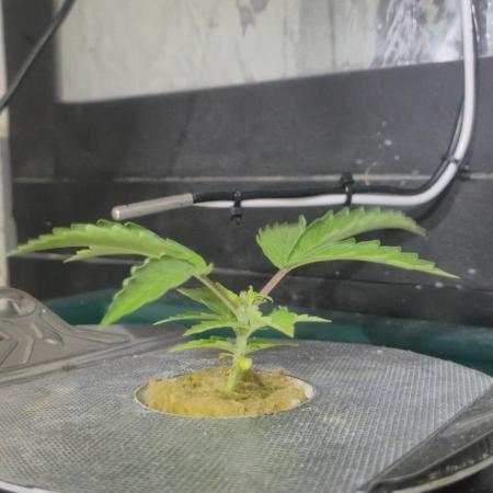 Gorilla Cookies Auto - DWC