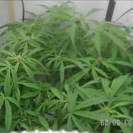 Purple Lemon Auto hydroponic grow