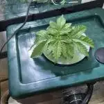 Purple Lemon Auto hydroponic grow