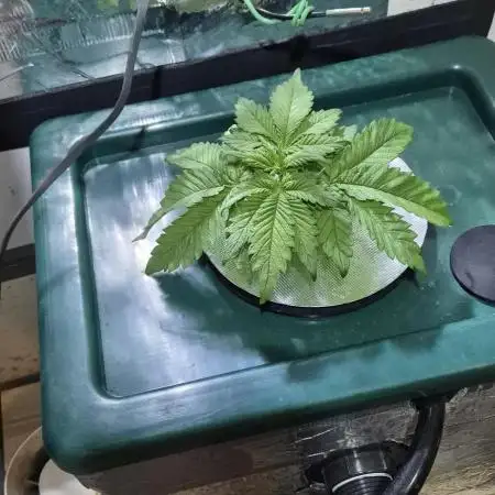 Purple Lemon Auto hydroponic grow
