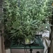 Gorilla Cookies Auto - DWC