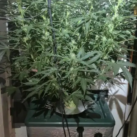 Gorilla Cookies Auto - DWC