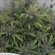 Purple Lemonade Auto hydroponic grow