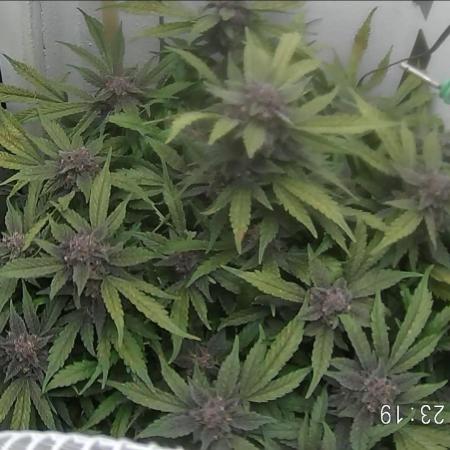 Purple Lemonade Auto hydroponic grow