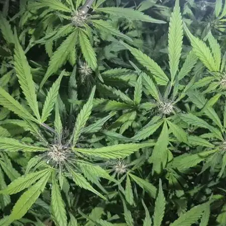 Purple Lemon Auto hydroponic grow