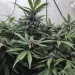 Purple Lemonade Auto hydroponic grow
