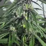 Purple Lemon Auto hydroponic grow