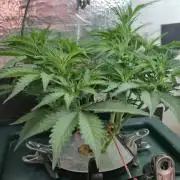 Gorilla Cookies Auto - DWC
