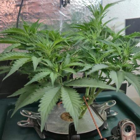 Gorilla Cookies Auto - DWC