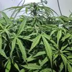 Purple Lemon Auto hydroponic grow