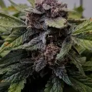 Purple Lemonade Auto hydroponic grow