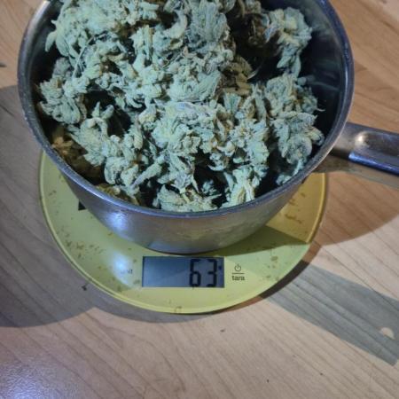 Mimosa X Orange Punch DWC second attempt